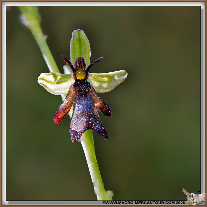 Ophrys mouche